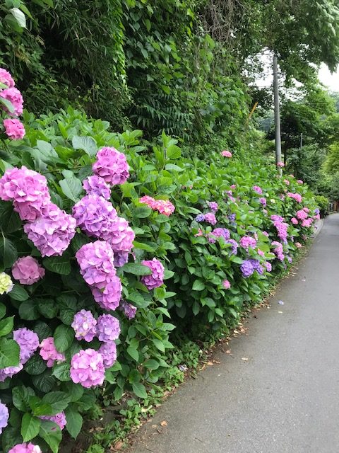 space TSUMUJIから瑞泉寺への道に咲く紫陽花